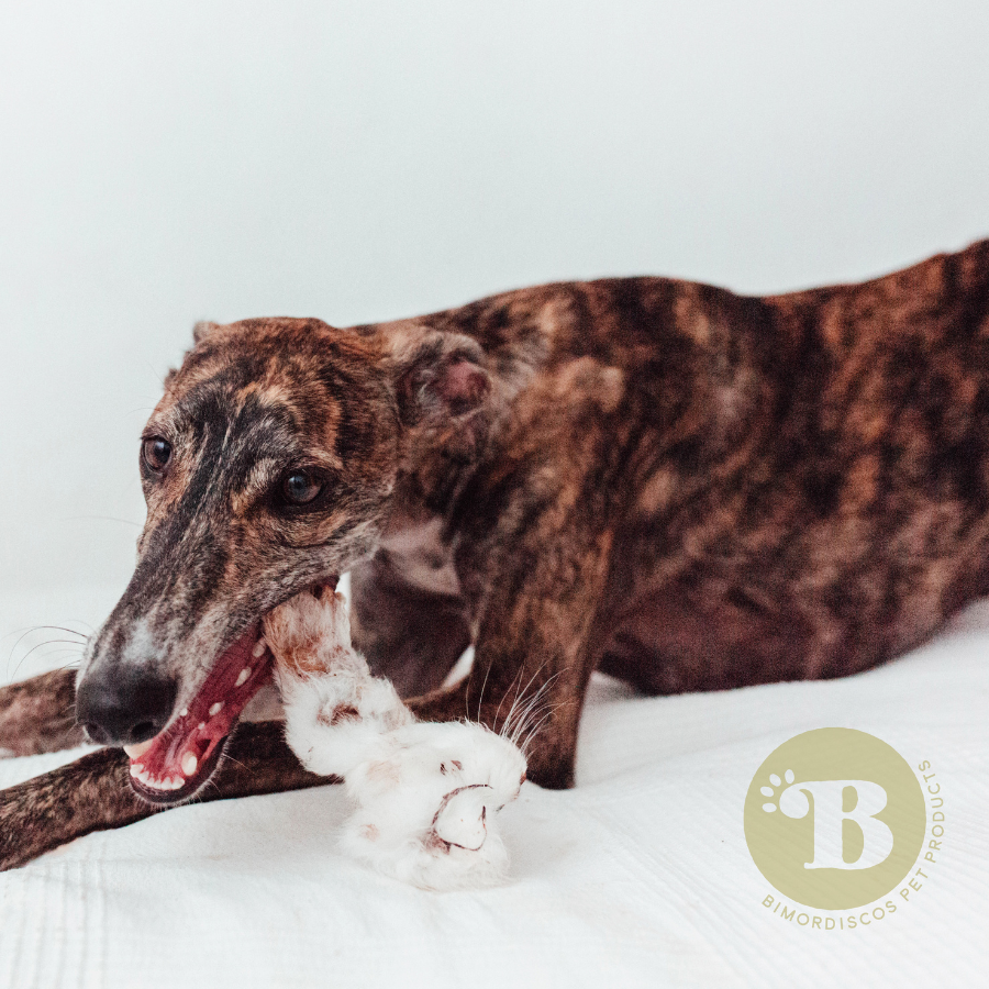 BIMORDISCOS Orejas de conejo para perros y gatos, , large Imagen numero 4